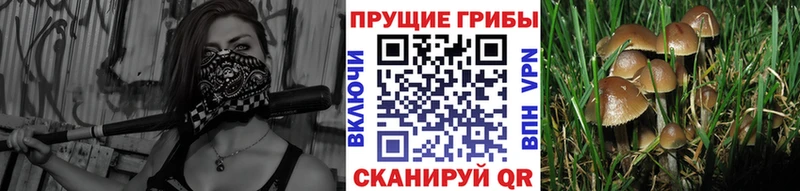 Псилоцибиновые грибы Psilocybe  закладки  shop наркотические препараты  Оленегорск 
